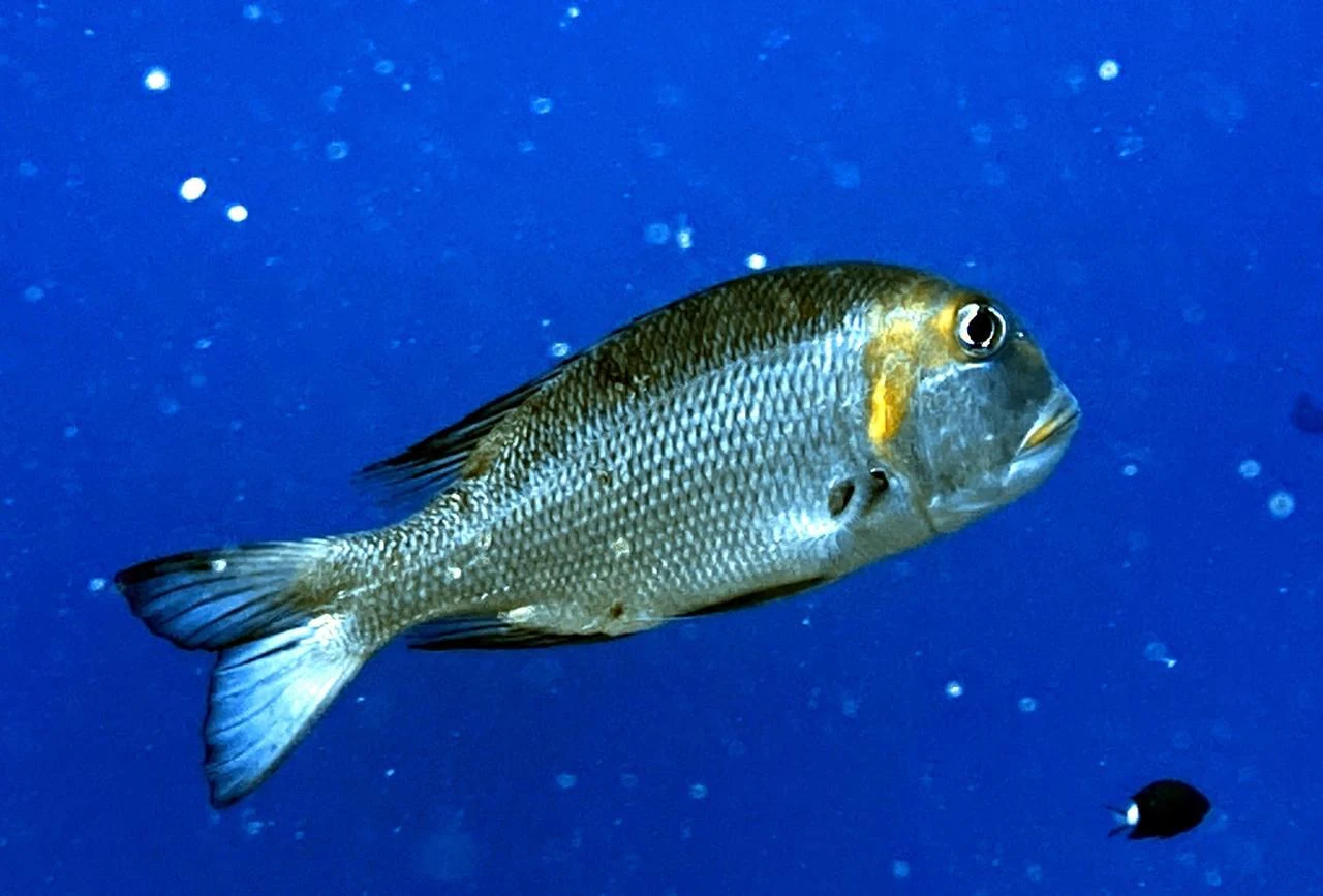 Reef Fish — GR Imaging