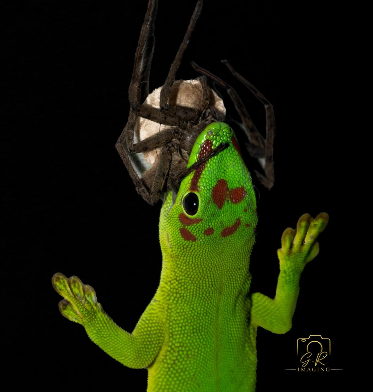 Gecko & Spider — GR Imaging