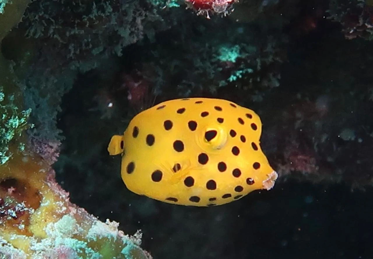 Yellow Boxfish — GR Imaging