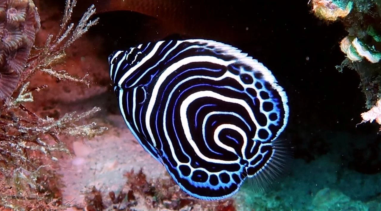 Juvenile Angelfish — GR Imaging