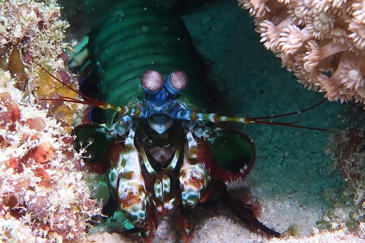 Mantis Shrimp — GR Imaging
